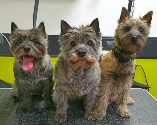 Cairn Terriers Painting By Numbers.png