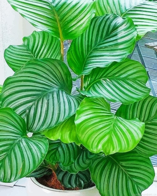 Calatheas Plant Painting By Numberss.png