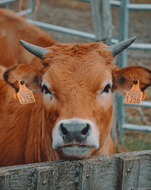 Calf In Farm Siege Animals Painting By Numberss.png