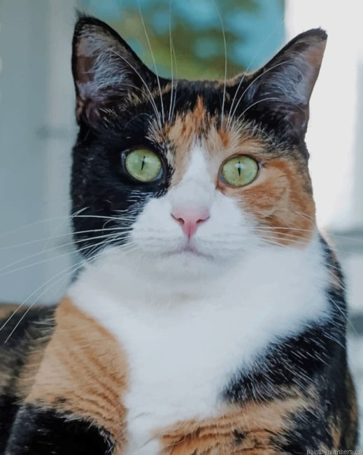 Calico Cat Animals Painting By Numberss.png