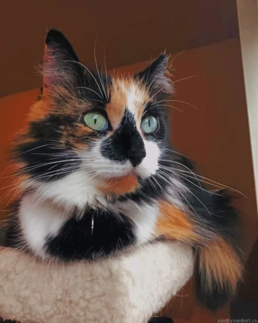 Calico Cat With Green Eyes Painting By Numbers.png