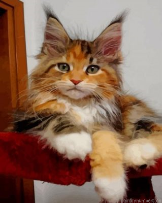 Calico Maine Coon Kitten Painting By Numberss.png