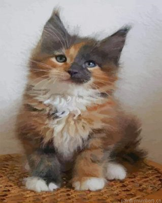 Calico Maine Coon Kitty Painting By Numberss.png
