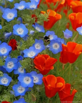 California Poppy Red Chief Flowers Painting By Numberss.png
