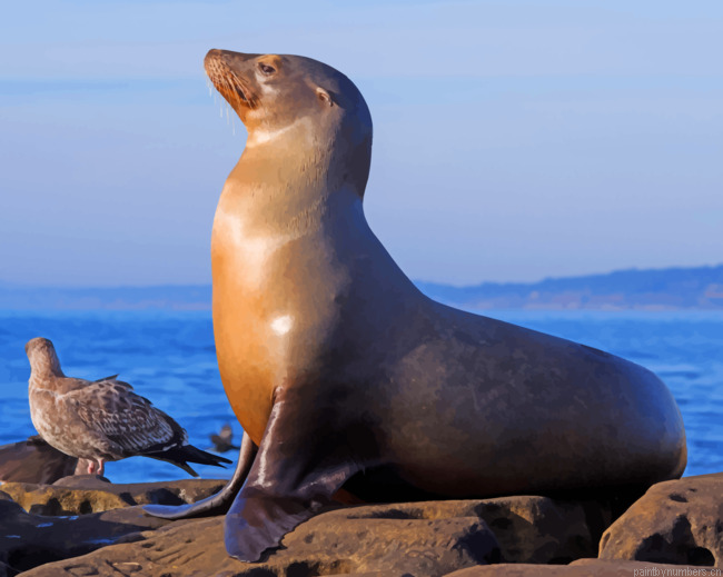 California Sea Lion Animals Painting By Numberss.png