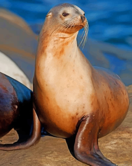 California Sea Lion On The Rock Animals Painting By Numberss.png