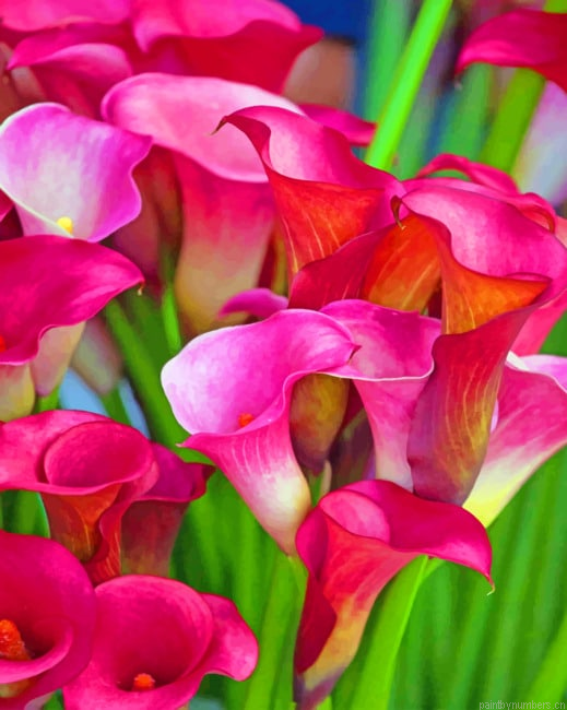 Calla Lilies Painting By Numberss.png