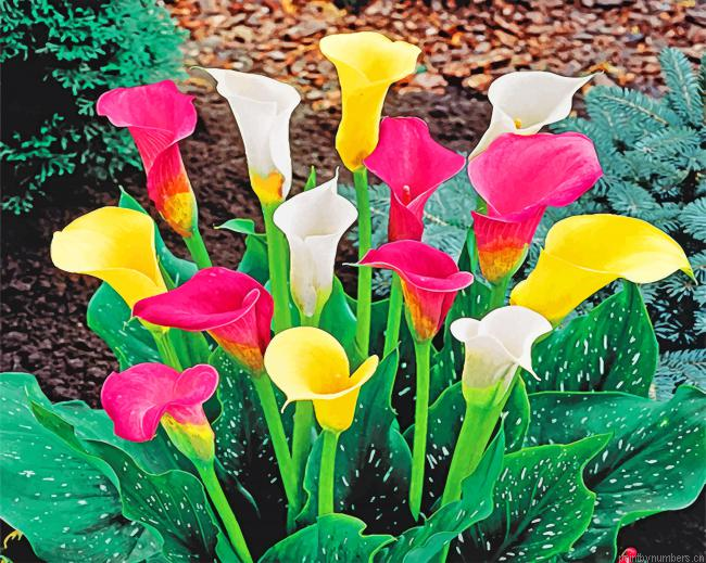 Calla Lily Painting By Numberss.png