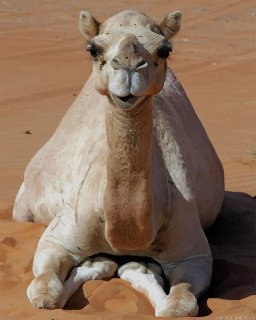 Camel Animal Painting By Numberss.png