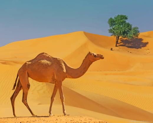Camel In Desert Lands Animals Painting By Numberss.png