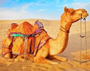 Camel In Desert New Painting By Numberss.png