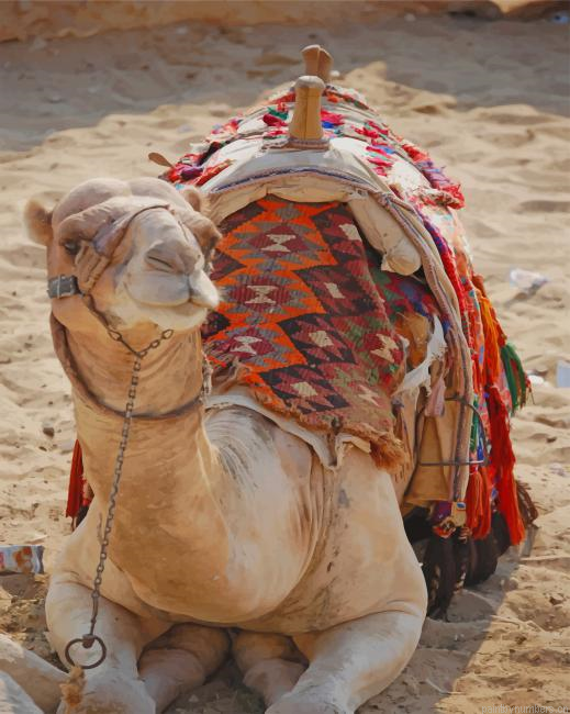 Camels With Saddles Animals Painting By Numberss.png