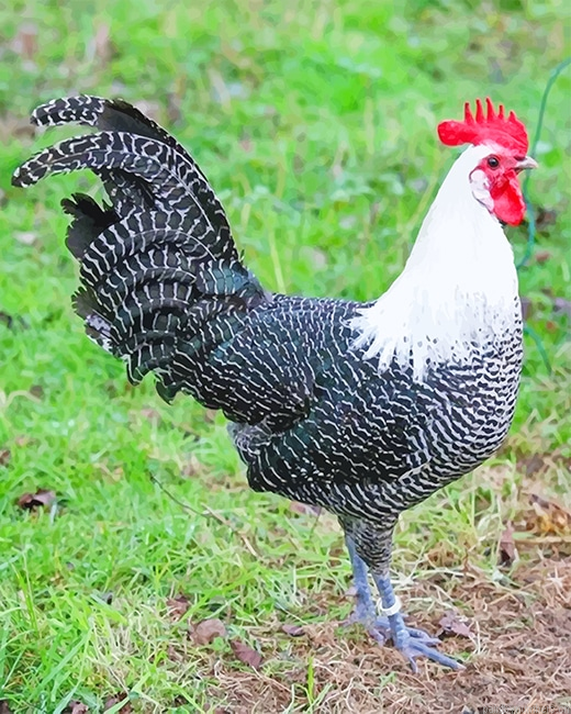 Campine Chicken Birds Painting By Numberss.png