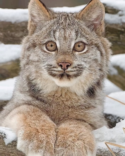 Canadian Lynx Kitten Animals Painting By Numberss.png
