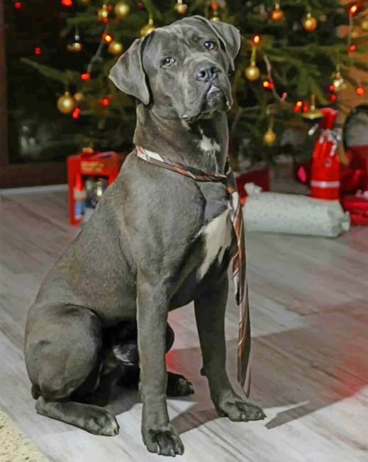 Cane Corso Celebrating The Christmas Painting By Numberss.png