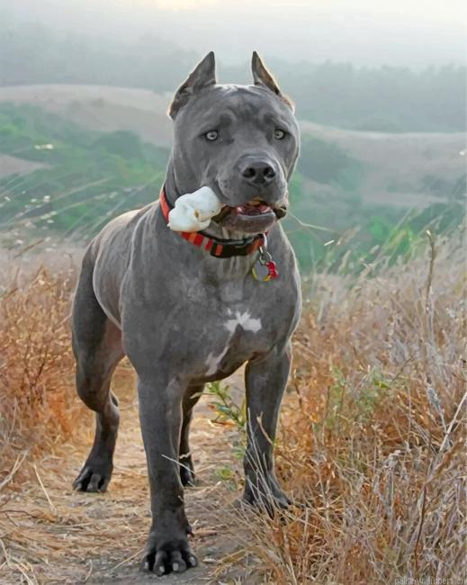 Cane Corso Dog Painting By Numberss.png