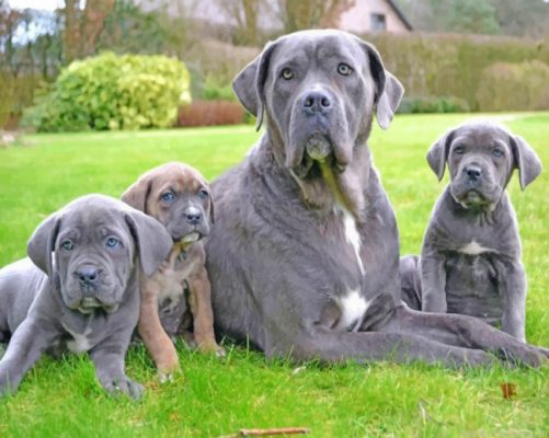 Cane Corso Family Painting By Numbers.png