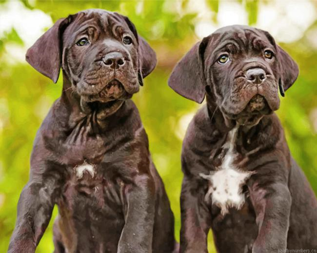 Cane Corso Headers Painting By Numberss.png