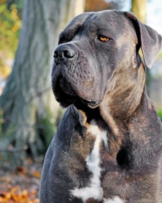 Cane Corso Painting By Numbers.png