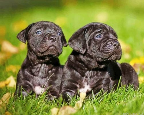 Cane Corso Puppies Painting By Numbers.png