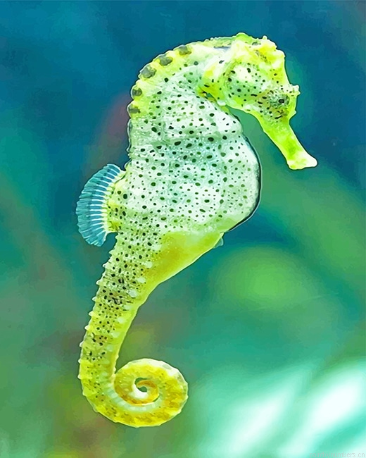 Cape Seahorse Fishes Painting By Numbers.png
