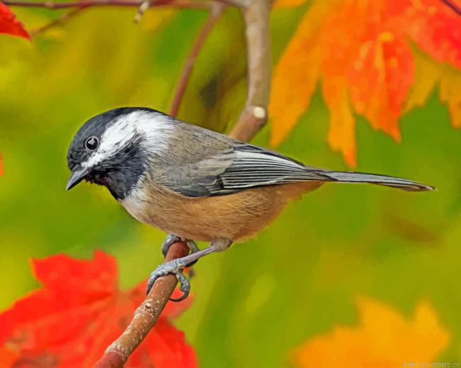 Capped Chickadee Painting By Numberss.png