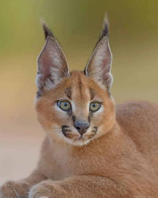 Caracal Cat Animals Painting By Numberss.png