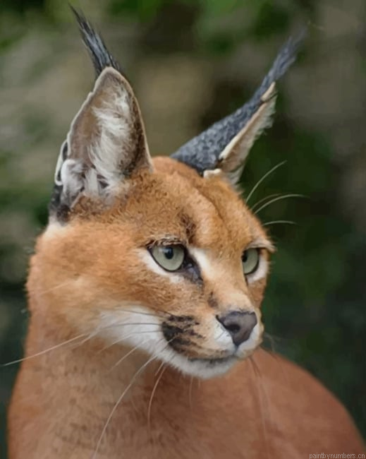 Caracal Cat Face Animals Painting By Numberss.png