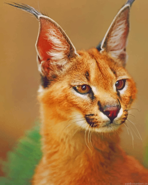 Caracal Cat Portrait Animals Painting By Numberss.png