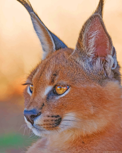 Caracal Lynx Animals Painting By Numberss.png