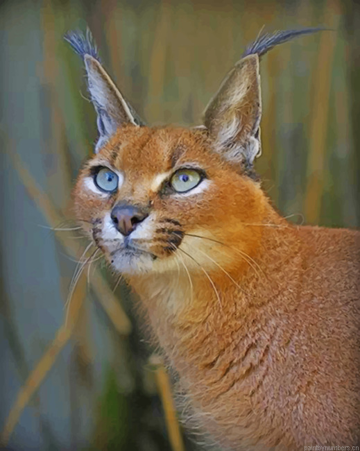 Caracal Portrait Animals Painting By Numberss.png