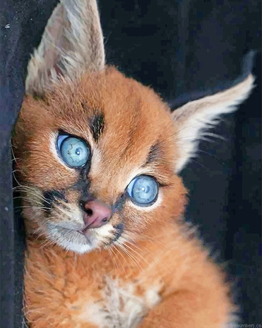 Caracal With Blue Eyes Animals Painting By Numberss.png