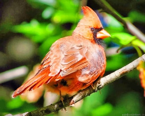 Cardinal Bird Painting By Numberss.png