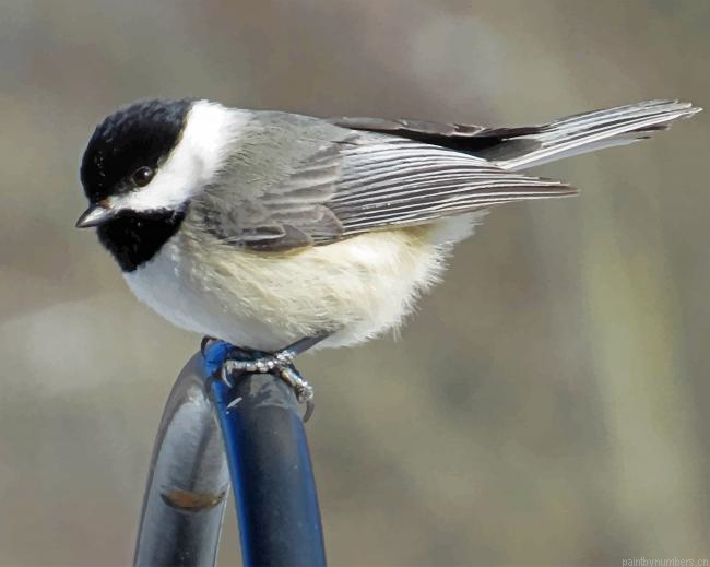 Carolina Chickadee Painting By Numberss.png