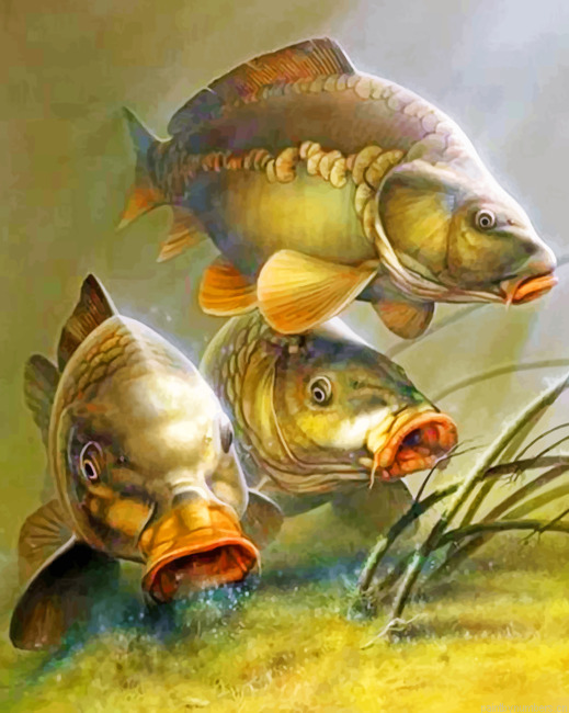 Carp Fishes Painting By Numbers.png