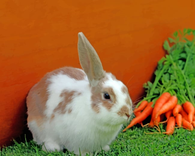 Carrot Rabbit Animals Painting By Numberss.png