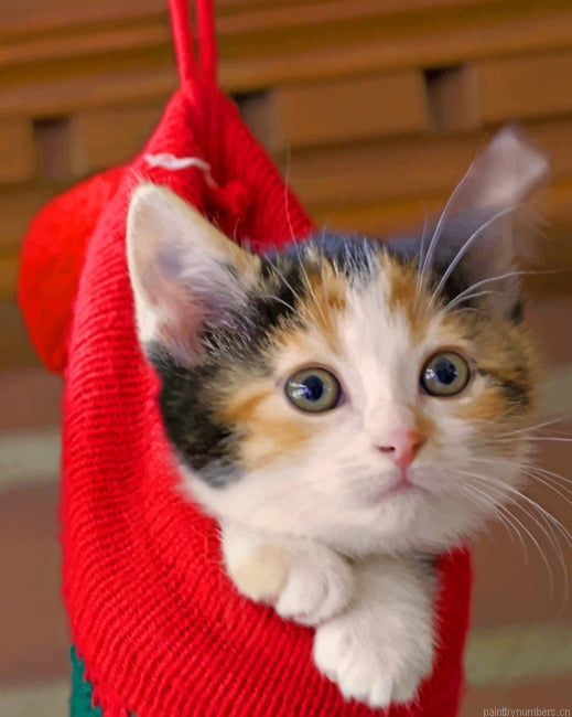 Cat Inside Red Socks Animals Painting By Numberss.png