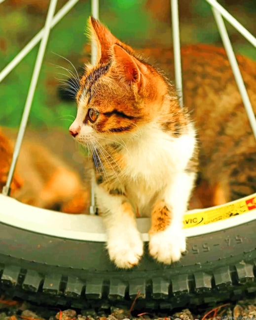 Cat On Bicycle Tier Animals Painting By Numberss.png