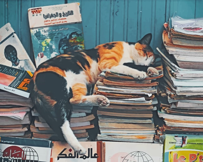 Cat Sleeping On Books Animals Painting By Numberss.png