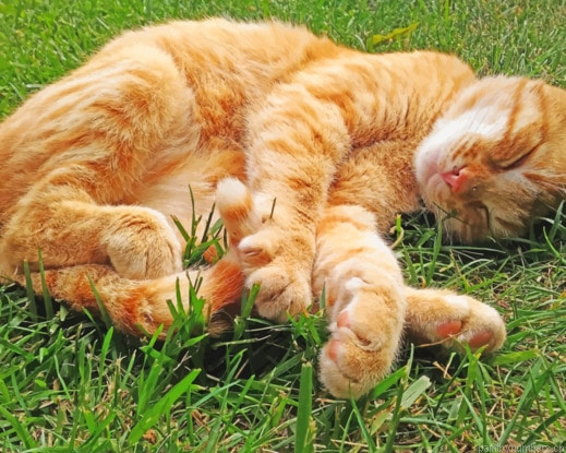 Cat Sleeping On Grass Animals Painting By Numberss.png