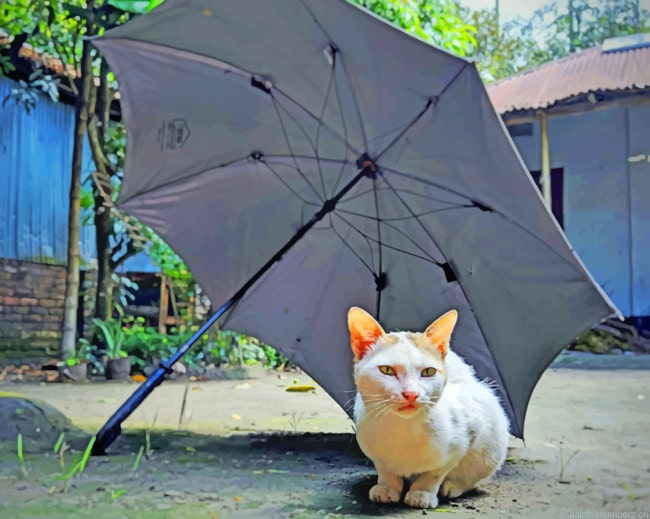 Cat Under Umbrella Animals Painting By Numberss.png