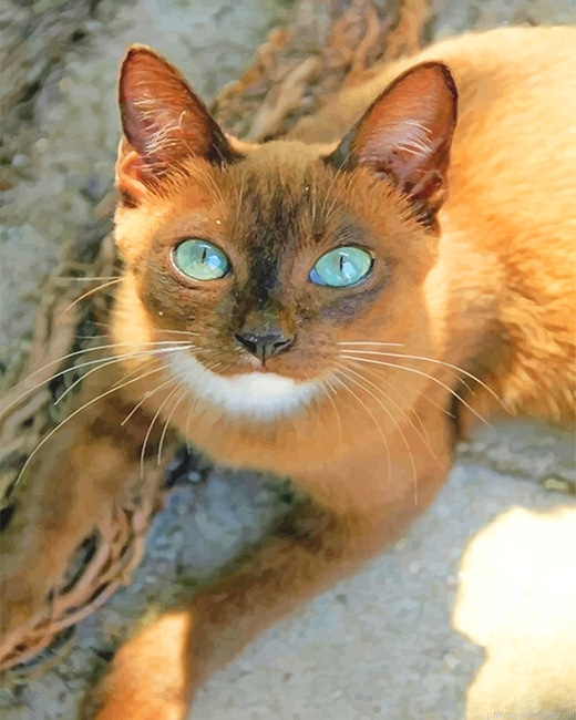 Cat With Green Eyes Animals Painting By Numbers.png