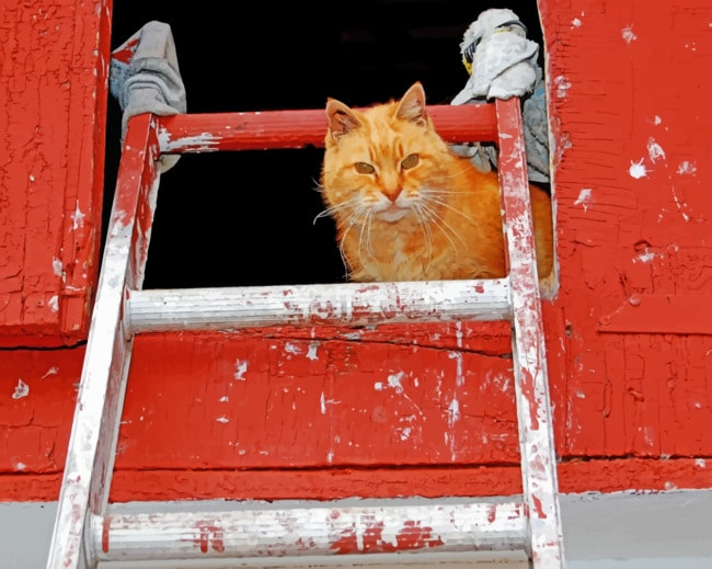 Cat With Ladder Animals Painting By Numberss.png