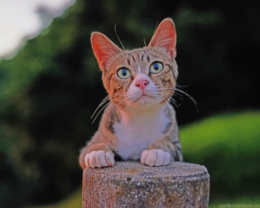 Cats Glance Paws Animals Painting By Numberss.png