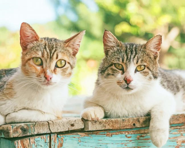 Cats Siblings In Garden Animals Painting By Numberss.png