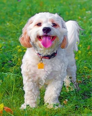 Cavachon Dog Painting By Numbers.png