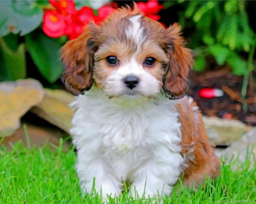 Cavachon Puppy Painting By Numbers.png