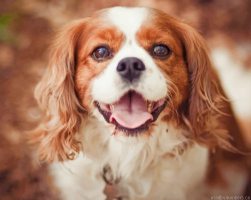 Cavalier King Charles Dog Painting By Numbers.png