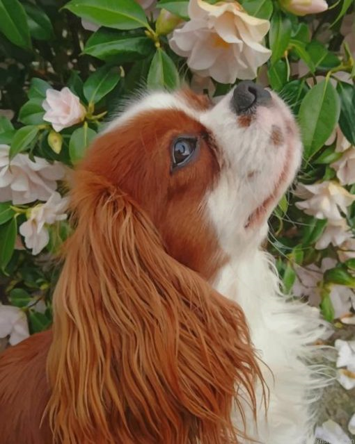 Cavalier King Charles Spaniel Painting By Numberss.png