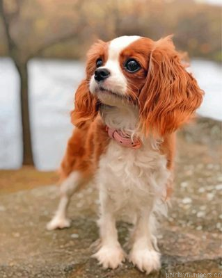 Cavalier Puppy Painting By Numbers.png